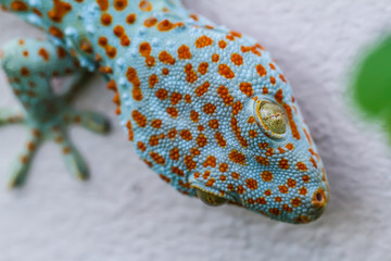Gecko