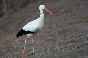 White stork