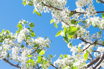 Spring tree with white flowers
