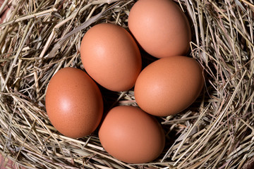 eggs on hay close up top view