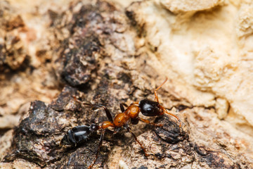 Black worker ants