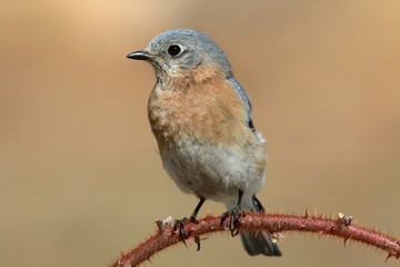Female Eastern Bluebird