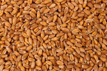 Pattern of grain feed of a wheat