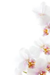 Fotobehang witte orchidee bloemen geïsoleerd op de witte achtergrond © agrus