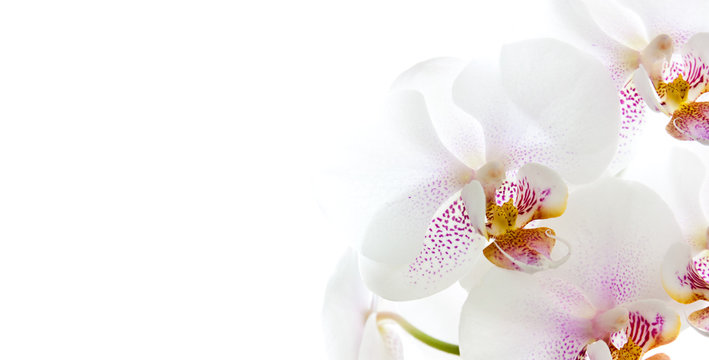 isolierte Orchideenbl&uuml;ten