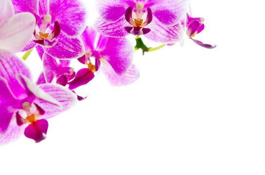 isolierte Orchideenblüten