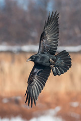 Raven in flight
