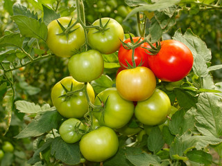 Bunch with green and red tomatoes