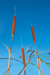 Bulrush against blue sky
