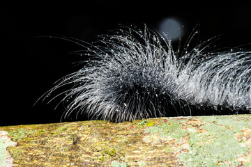 hairy caterpillars