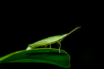  green grasshopper on grass leaf