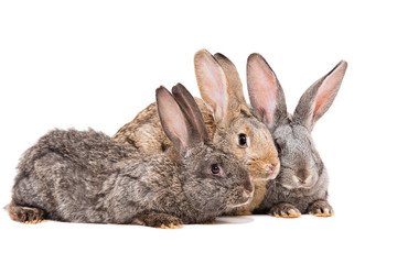 Fototapeta na wymiar Three rabbit sitting together