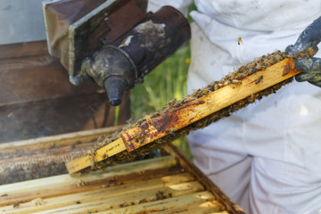 Beekeeper at work