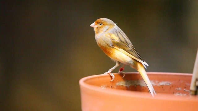 Small cute little Owl Finch bird on a flowerpot