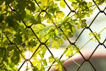 leaf sunset summer relax background