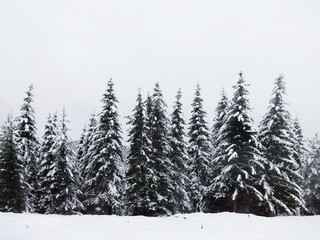 Winter Coniferous Trees