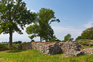 Baum an der  Schlossruine Søborg 4