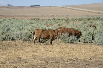 Fototapeta na wymiar Cattle grazing on Bluegreen Saltbush in the Overberg S Africa