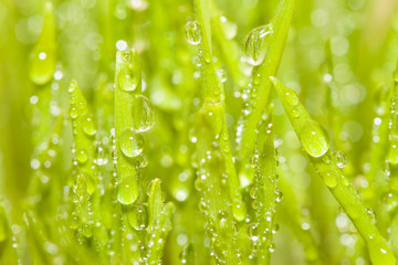 green spring grass with dew