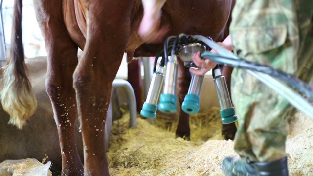 Worker in stall set up the milking machine on cows udder