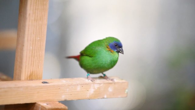 Diamond Firetail bird on a suspended cage
