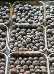 Blueberry in the plastic tray