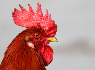 Rooster © Roland Magnusson