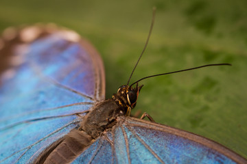 Common Blue Morpho Butterfly