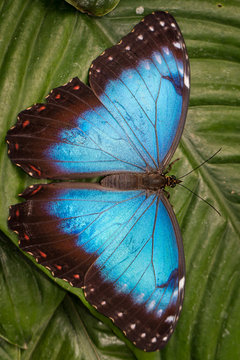Common Blue Morpho Butterfly