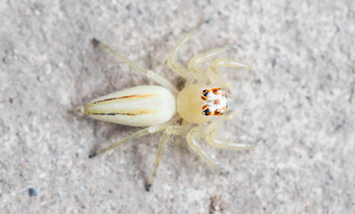 spider