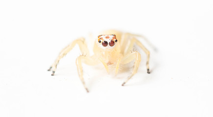 spider