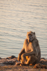 resting Baboon