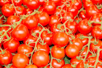 Strauchtomaten