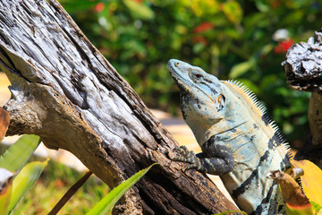 iguana on tree branch
