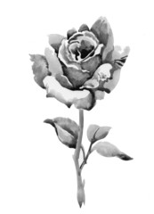Handdrawn rose in sketch-style, isolated on white background