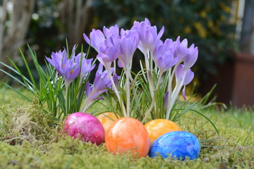 Ostereier und Krokus