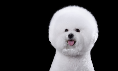 portrait of the bichon dog with white fur - obrazy, fototapety, plakaty