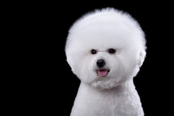 portrait of the bichon dog with white fur - obrazy, fototapety, plakaty