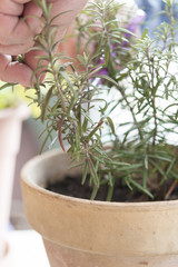 hand cutting a green fresh rosemary branch in seasoning garden