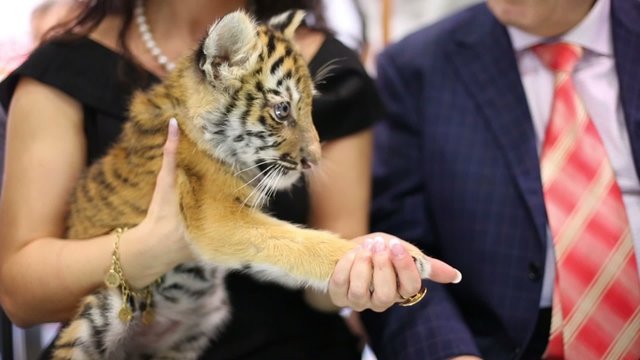 Closeup little tiger cub sits on hands of woman 