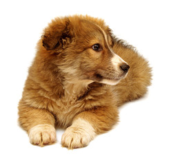 Beautiful puppy looking at the camera