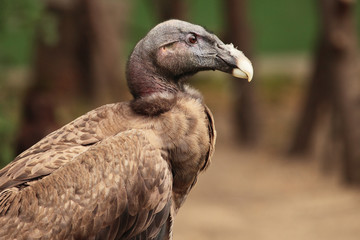 black vulture