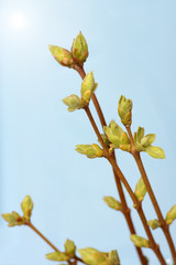 Spring branch of Tree. Tree stick against blue sky background.