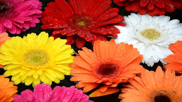 Gerbera