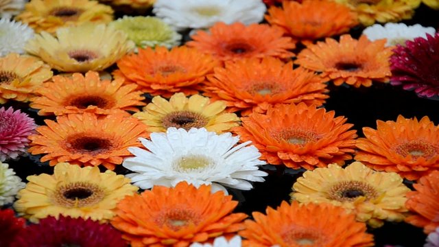 Gerbera