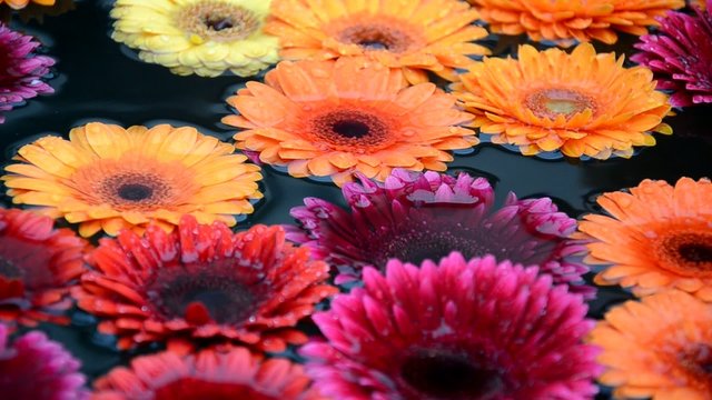 Gerbera