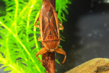 Giant water bug (Lethocerus deyrollei) in Japan