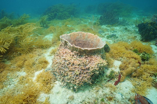 Underwater creature Giant barrel sponge