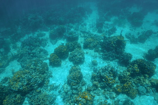 Underwater landscape over a Caribbean coral reef