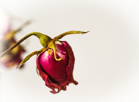 Dried rose